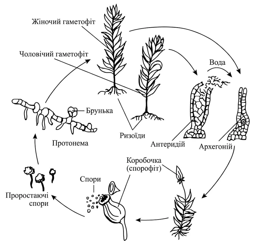 Рис. 1. Життєвий цикл зелених мохів (на прикладі зозулиного льону)