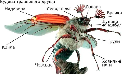 Зовнішня будова Хруща