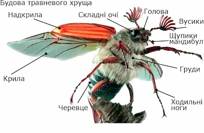 Зовнішня будова Хруща