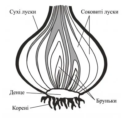 Будова цибулини (денце, соковиті луски, сухі луски, бруньки, корені)