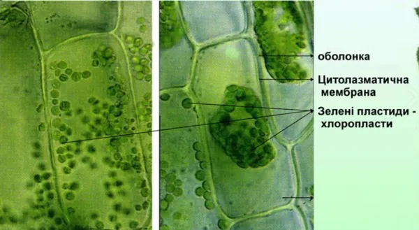 Будова клітин шкірочки цибулини