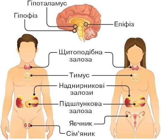Ендокринна система людини