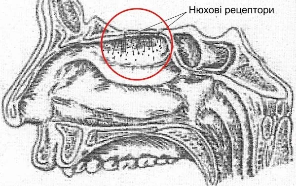 де саме знаходяться нюхові рецептори