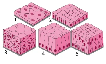 Епітеліальні тканини