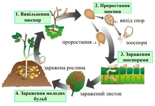 Життєвий цикл фітофтори