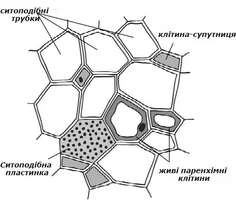 Будова флоеми