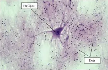 Фрагмент нервової тканини спинного мозку