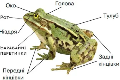 Зовнішня будова жаби