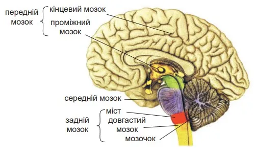 Різні типи тканин, які входять до складу руки