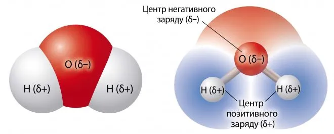 На моделях молекули води та диполя води підпишіть символи хімічних елементів, а також центри негативного й позитивного зарядів