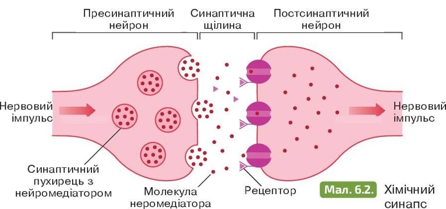 Хімічний синапс