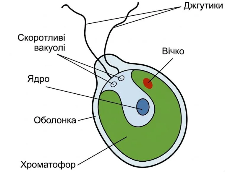 Рис. 1. Будова хламідомонади
