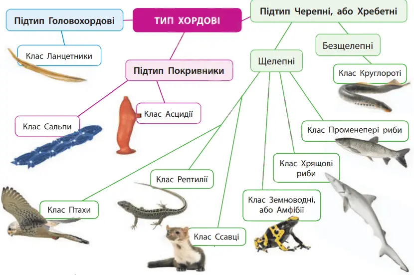 Класифікація тварин типу хордових