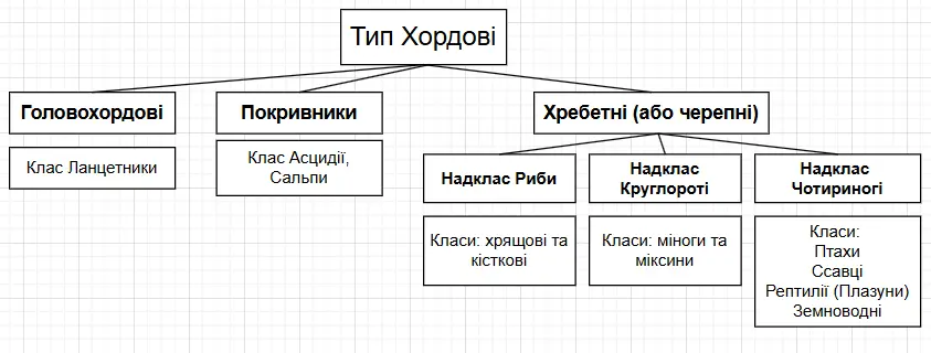 Класифікація хордових