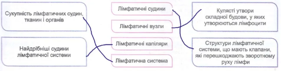 будова і функції лімфатичної системи