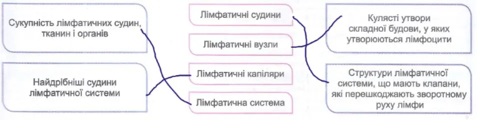 будова і функції лімфатичної системи