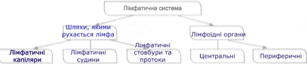 схема «Лімфатична система»