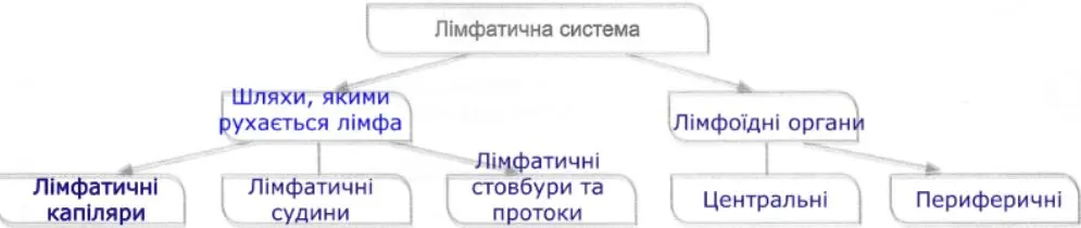 схема «Лімфатична система»