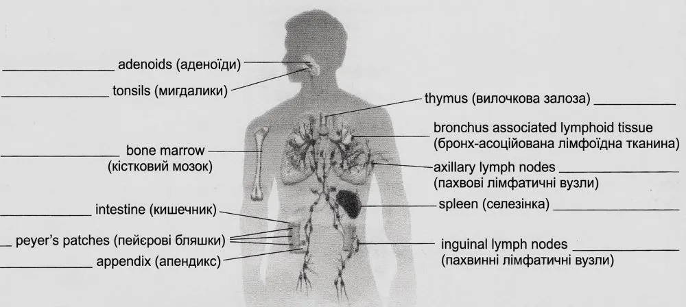 Будова імунної системи людини, підписи українською мовою.