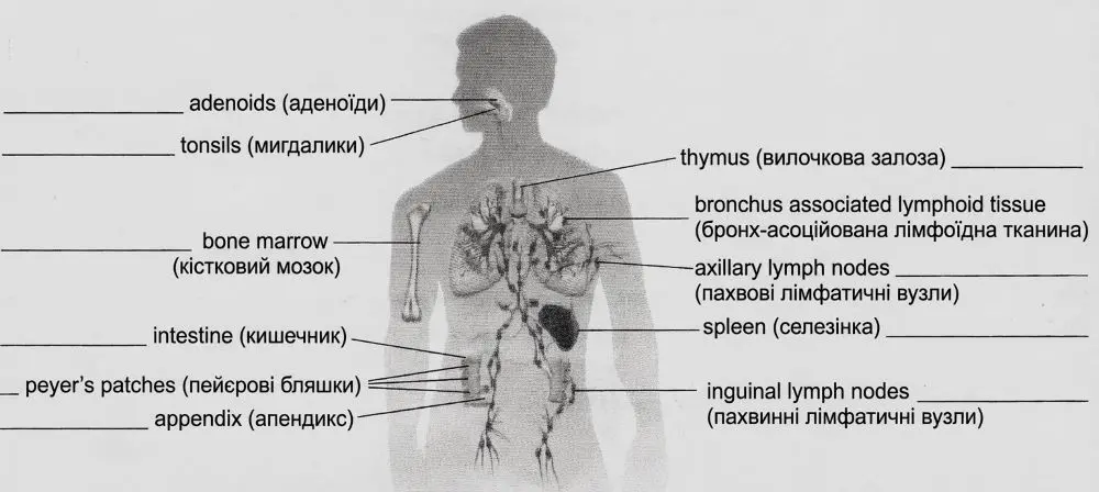 Будова імунної системи людини, підписи українською мовою.