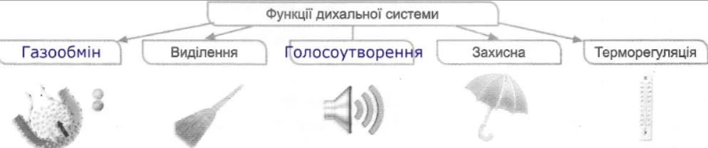 функції дихальної системи