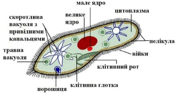 Будова інфузорії-туфельки