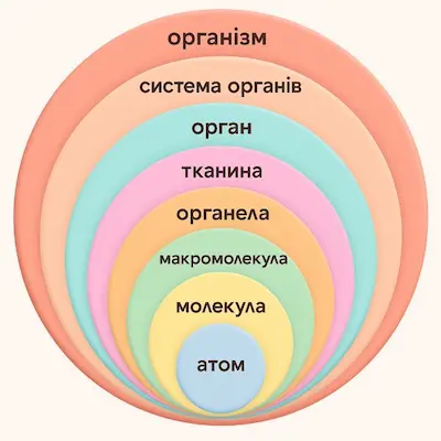 Ієрархічна організація людського організму