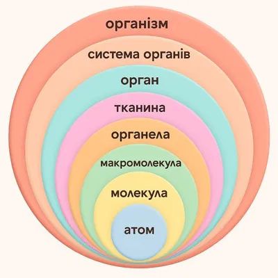 Ієрархічна організація людського організму