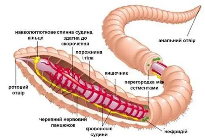 Кільчасті черви