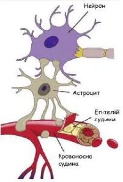 Клітина нейроглії. Астроцит