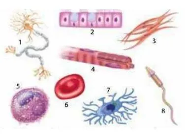 Різні клітини організму людини