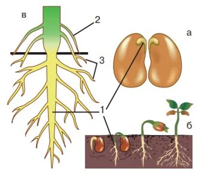 Розглянь кореневі системи рослин. Головний, бічні, додаткові корені