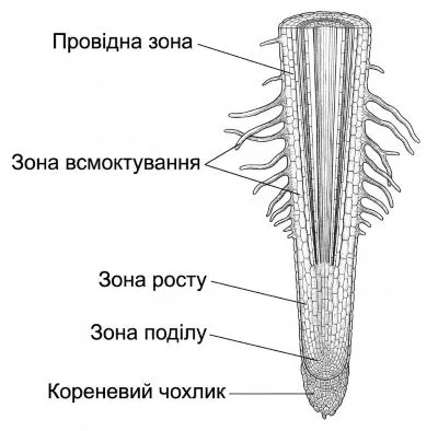 Будова кореня на поздовжньому розрізі