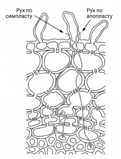 Рис. 1.8. Схема руху речовин по кореню від ризодерми до деревини