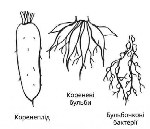 Рис. 1.9. Видозміни кореня