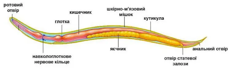 Круглі черви