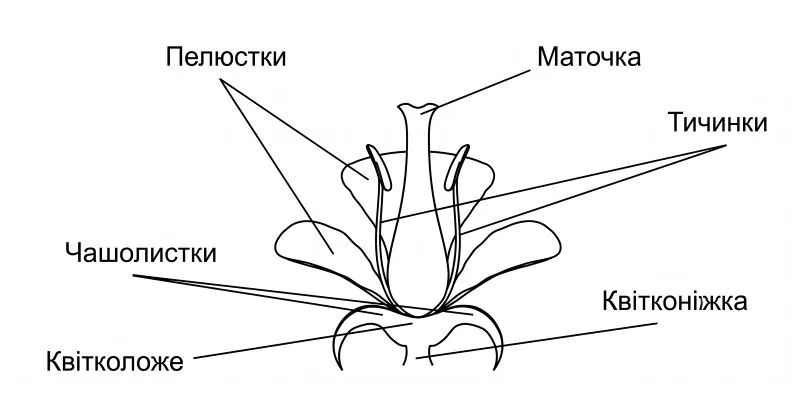  Будова квітки (квітконіжка, квітколоже, чашолистки, пелюстки, тичинки, маточка)