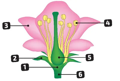 Будова квітки