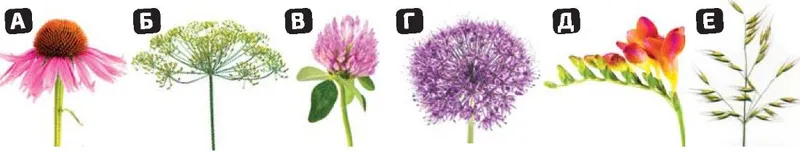 Знайди у завданні 4 суцвіття, які відповідають кожній квітці