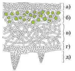 Будова лишайнику