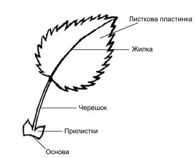 Рис. 1. Зовнішня будова листка