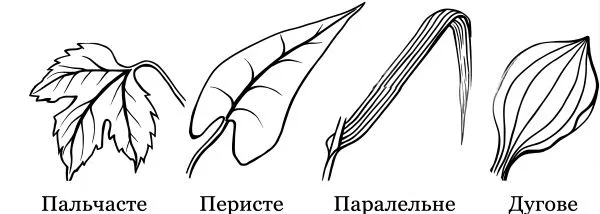 Рис. 3. Жилкування