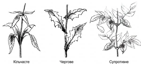 Рис. 4. Типи листкорозміщення