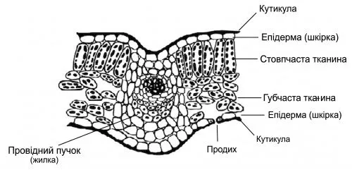 Рис. 5 Внутрішня будова листка