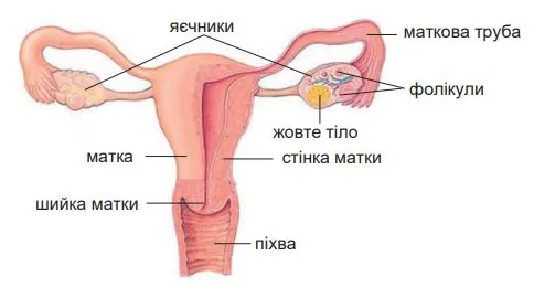 внутрішні жіночі органи