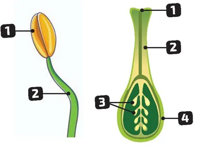 Будова маточки й тичинки