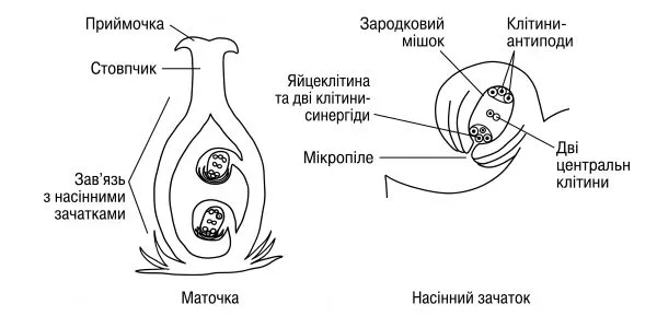 Будова маточки (приймочка, стовпчик, зав&#x27;язь, насінний зачаток)