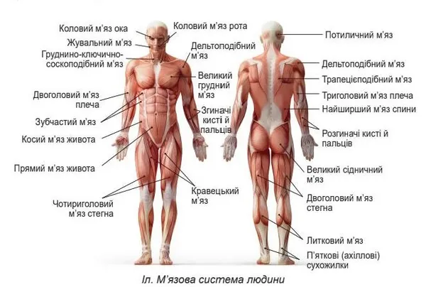 М’язова система людини