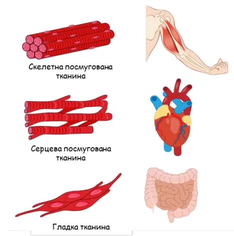 М’язові тканини
