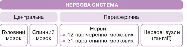 Схема будови нервової системи